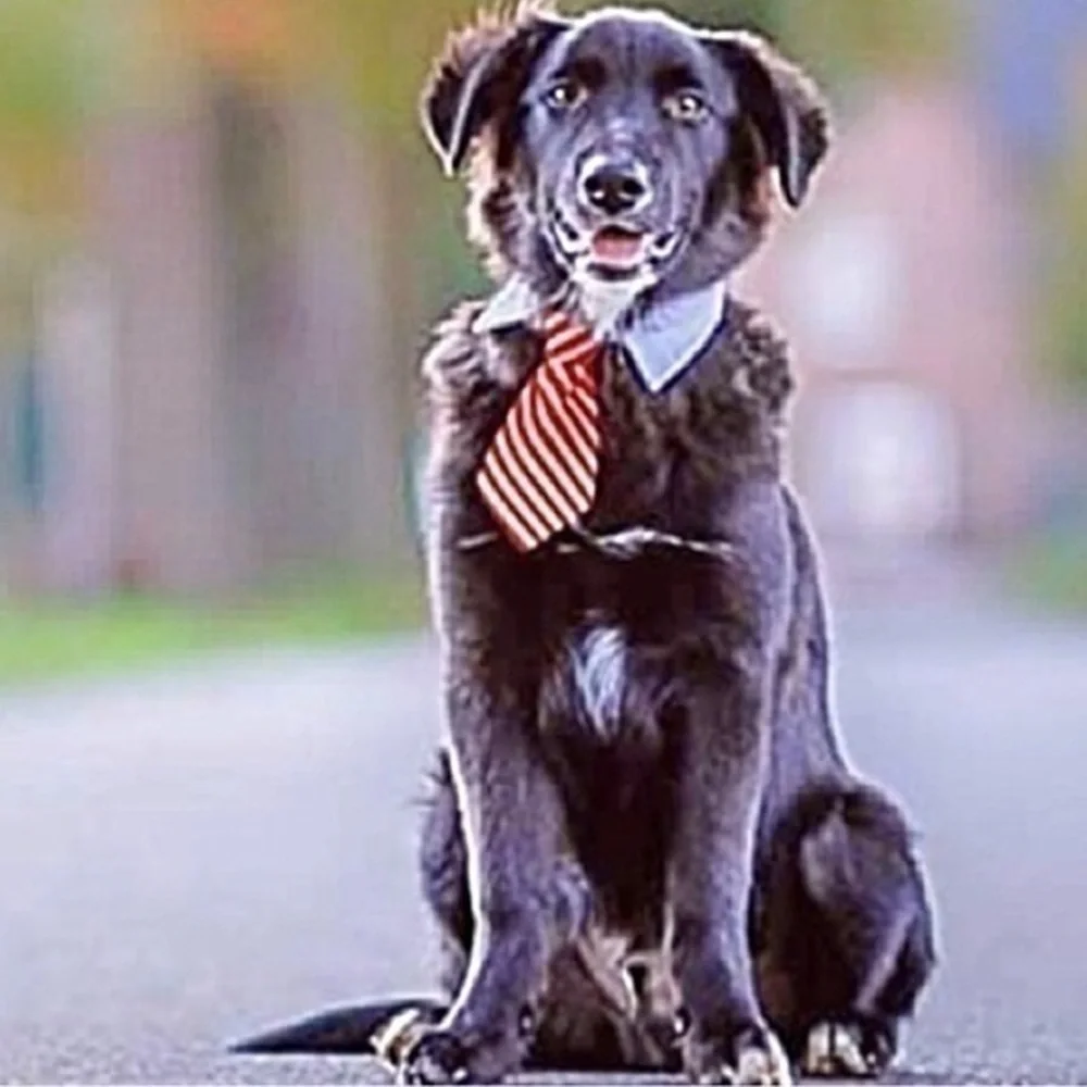 Pet Neckties with White Collar!